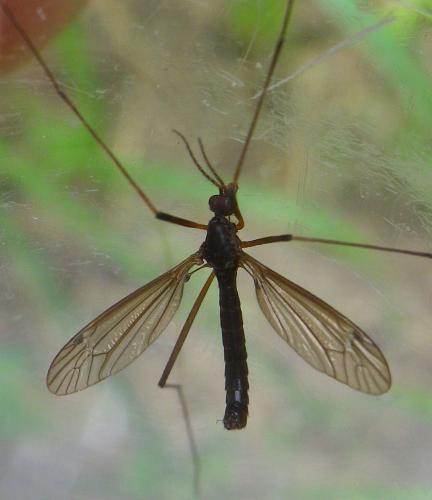 Réf. 186 045 : Nigrotipula nigra
